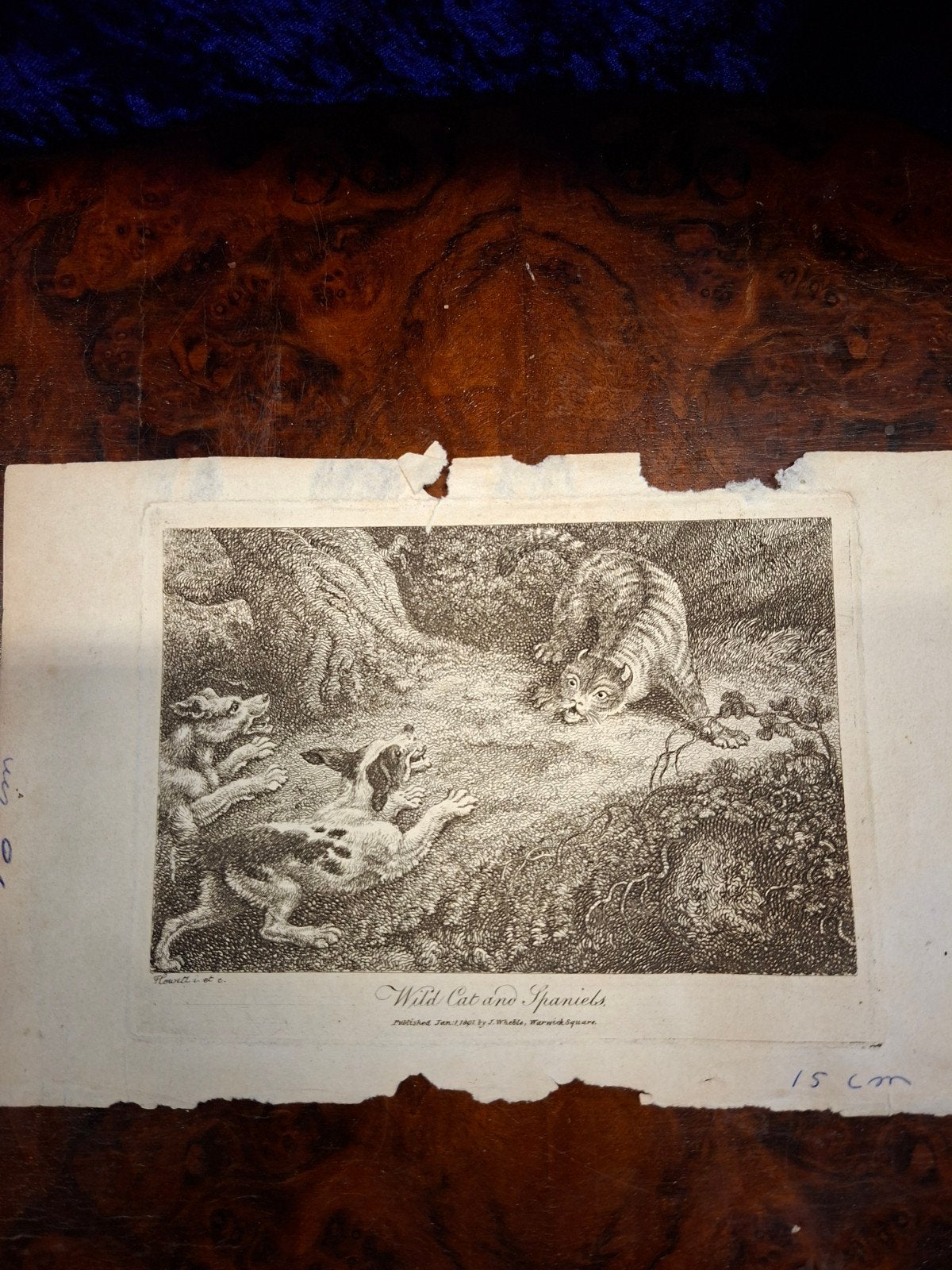 Gravure "Wild Cat and Spaniels" door S. Howitt - 1801, Ophalen of Verzenden