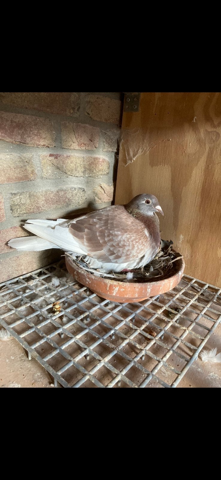Postduif rood kras duivin, Dieren en Toebehoren, Vrouwelijk