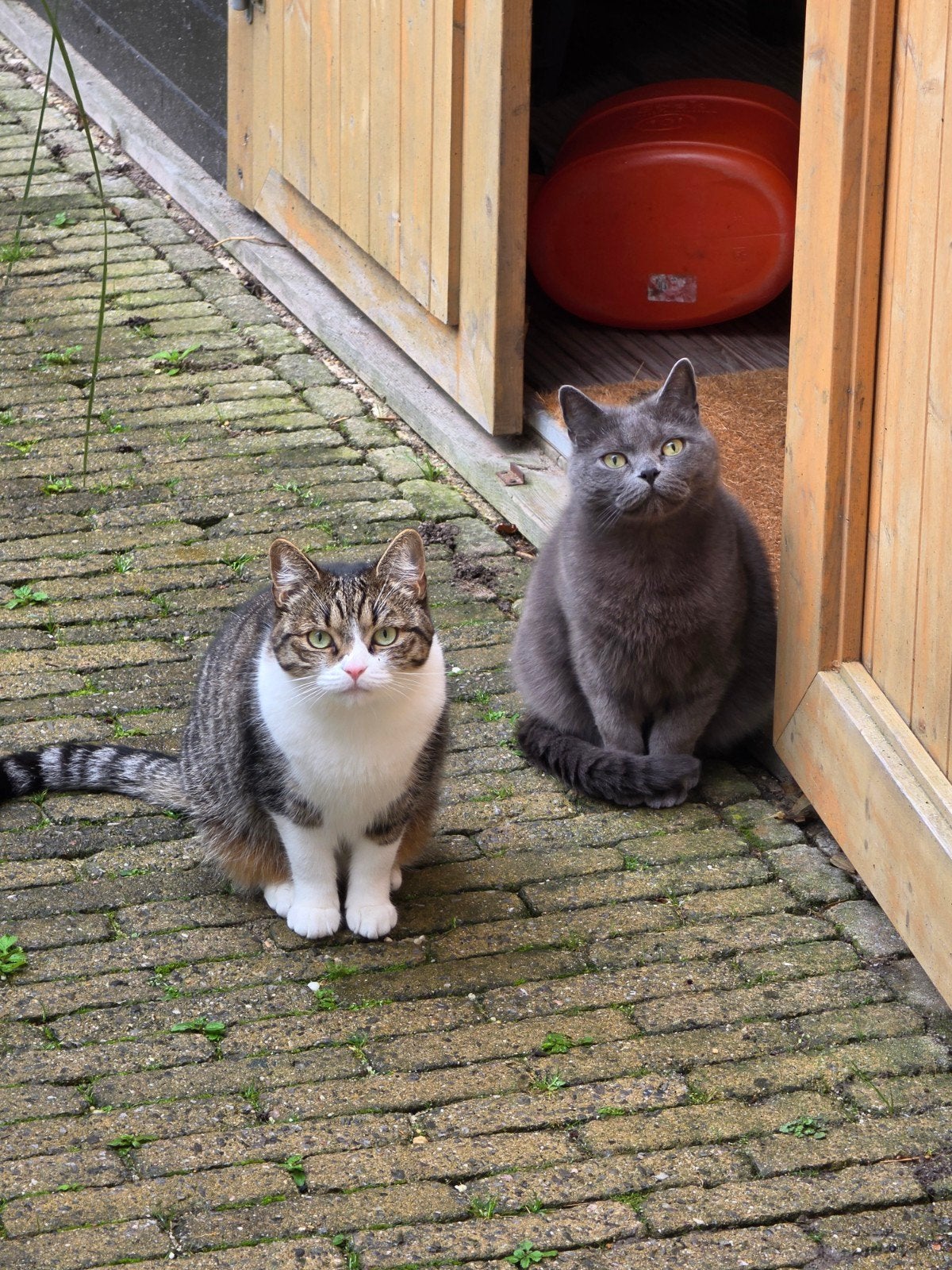 Met pijn in het hart: Britse Korthaar moeder en dochter, Dieren en Toebehoren, Poes, Kortharig, 0 tot 2 jaar
