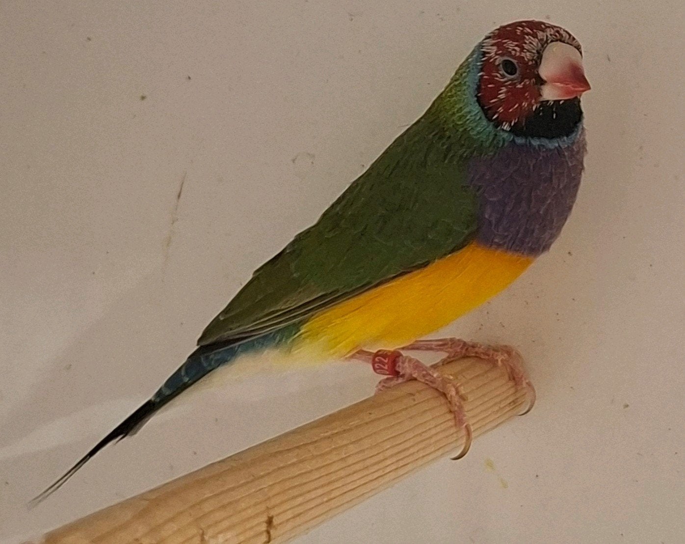 Gouldamadine., Dieren en Toebehoren, Vogels | Overige Vogels, Mannelijk, Tropenvogel, Geringd