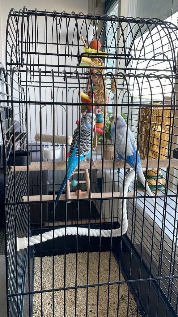 PARKIETEN TE KOOP, Dieren en Toebehoren, Vogels | Parkieten en Papegaaien, Meerdere dieren, Parkiet