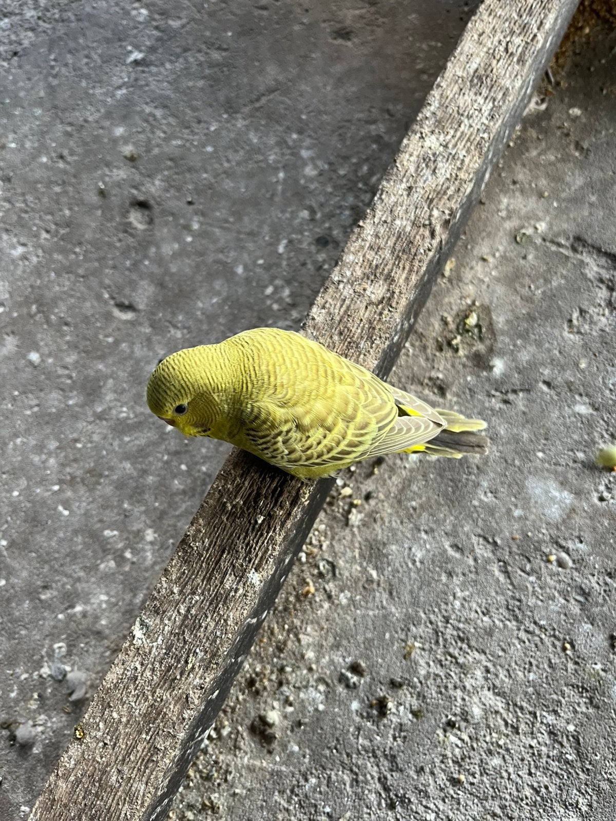 Te koop jonge grasparkieten om tam te maken, Dieren en Toebehoren, Meerdere dieren, Parkiet, Tam