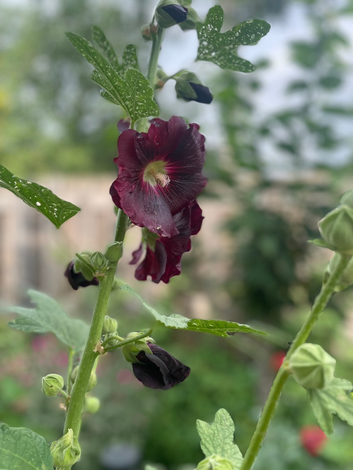 Stokroos zwart, meedere planten aanwezig, Ophalen, Overige soorten, Volle zon