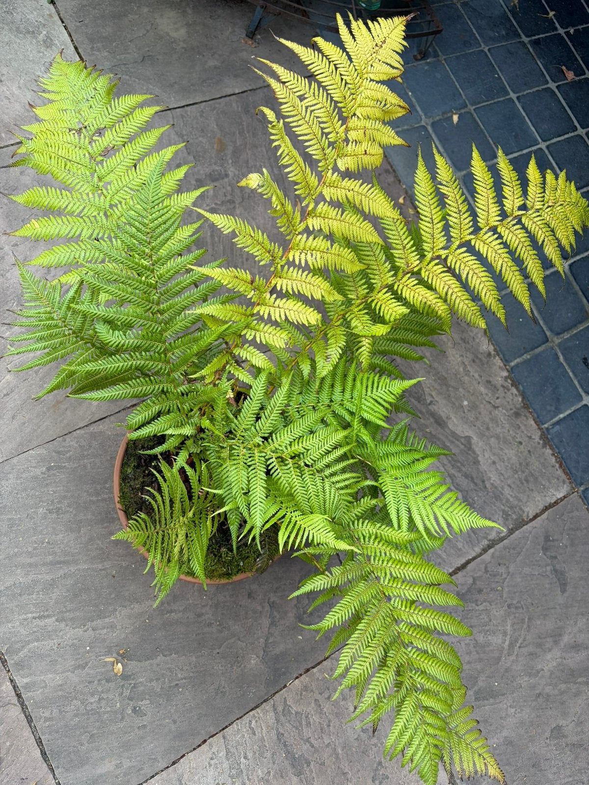 Dicksonia antarctica, Tasmaanse Boomvaren, Ophalen, Overige soorten, Halfschaduw