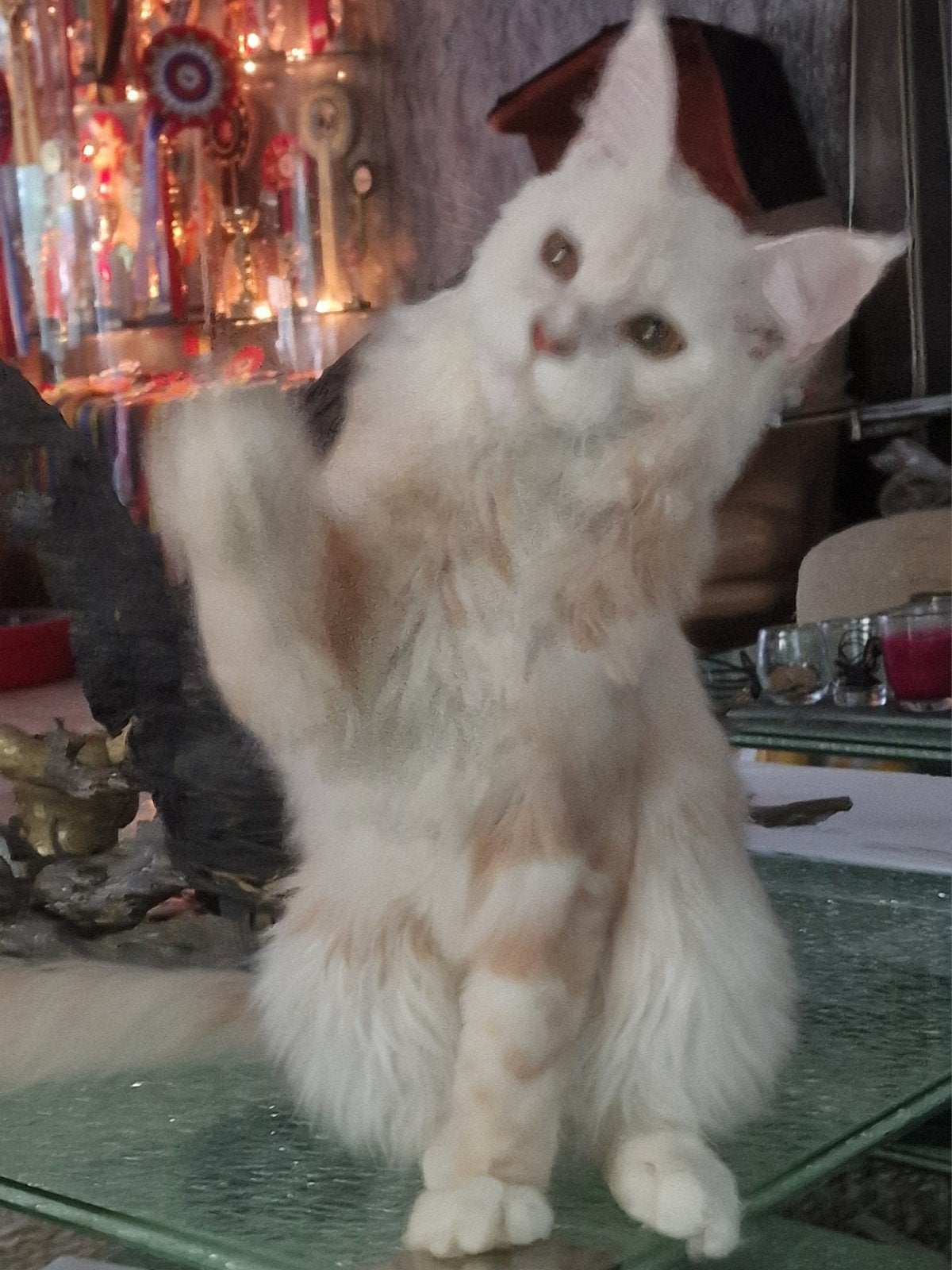 Sociale,prachtige Maine Coon junior kitten met stambom, Poes, Met stamboom, 0 tot 2 jaar