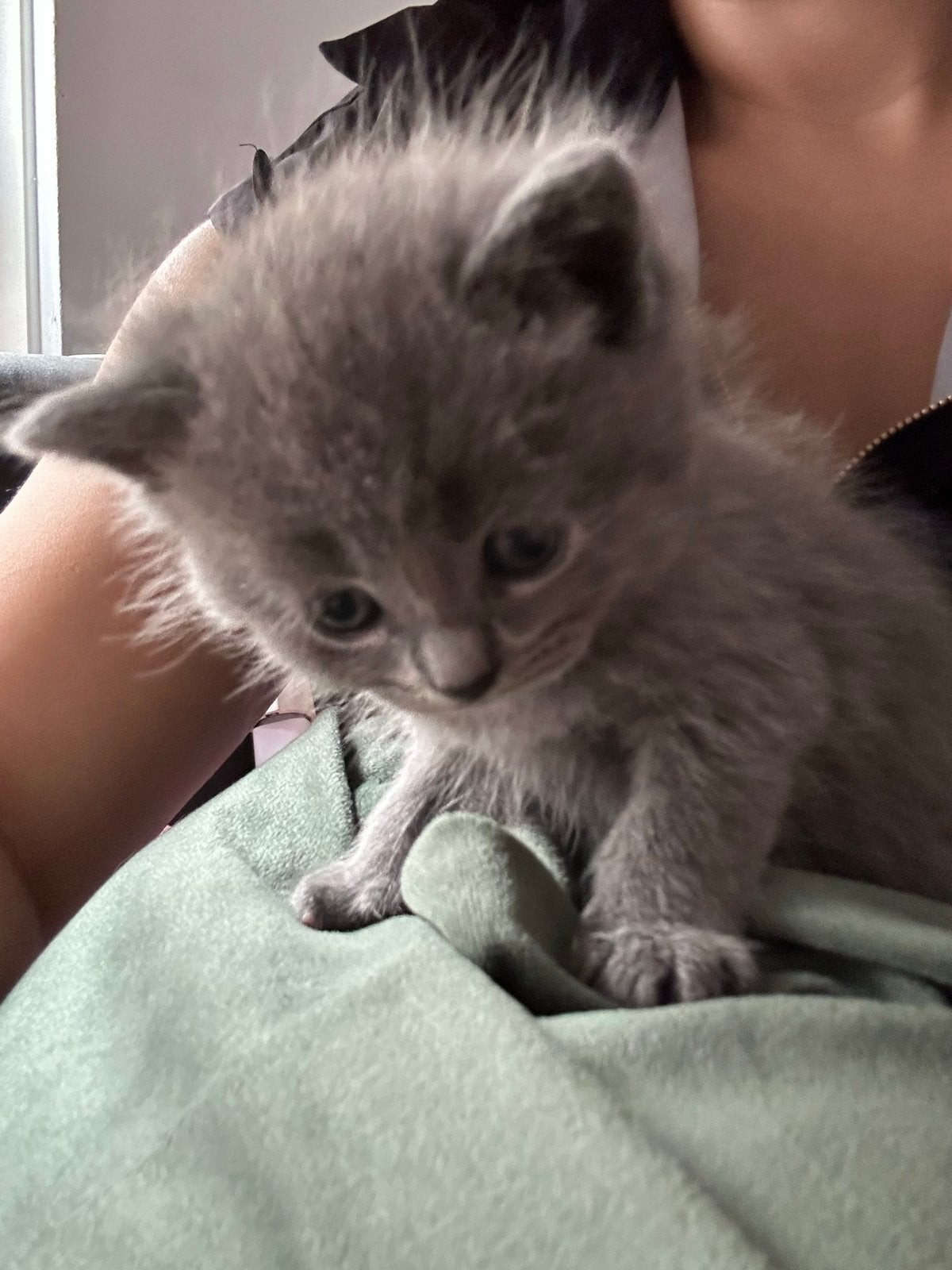 Britse korthaar kittens, Meerdere dieren