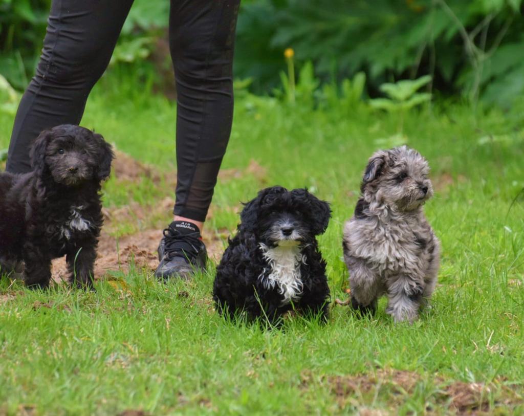 3 nog 2! Prachtige ShiPoo(shihtzu x Poedel) 2 boys, Dieren en Toebehoren, Parvo, Nederland, Overige rassen, 8 tot 15 weken