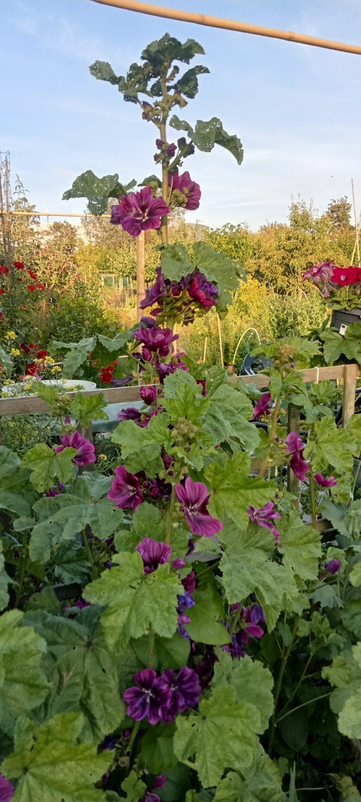 Malva sylvestris - Groot kaasjeskruid zaden, Ophalen of Verzenden, Voorjaar, Volle zon, Zaad