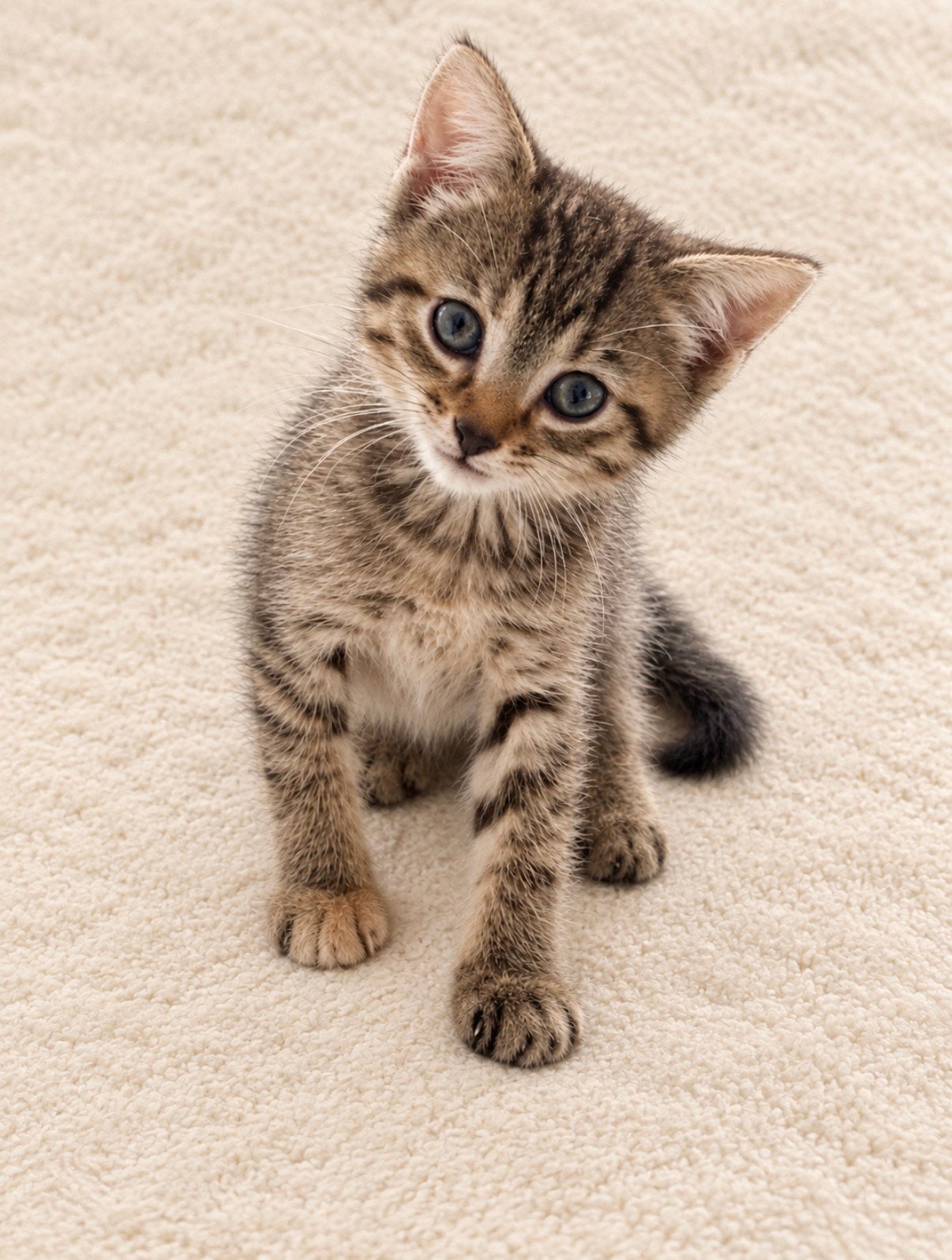 Prachtige kitten Bella, Dieren en Toebehoren, Poes