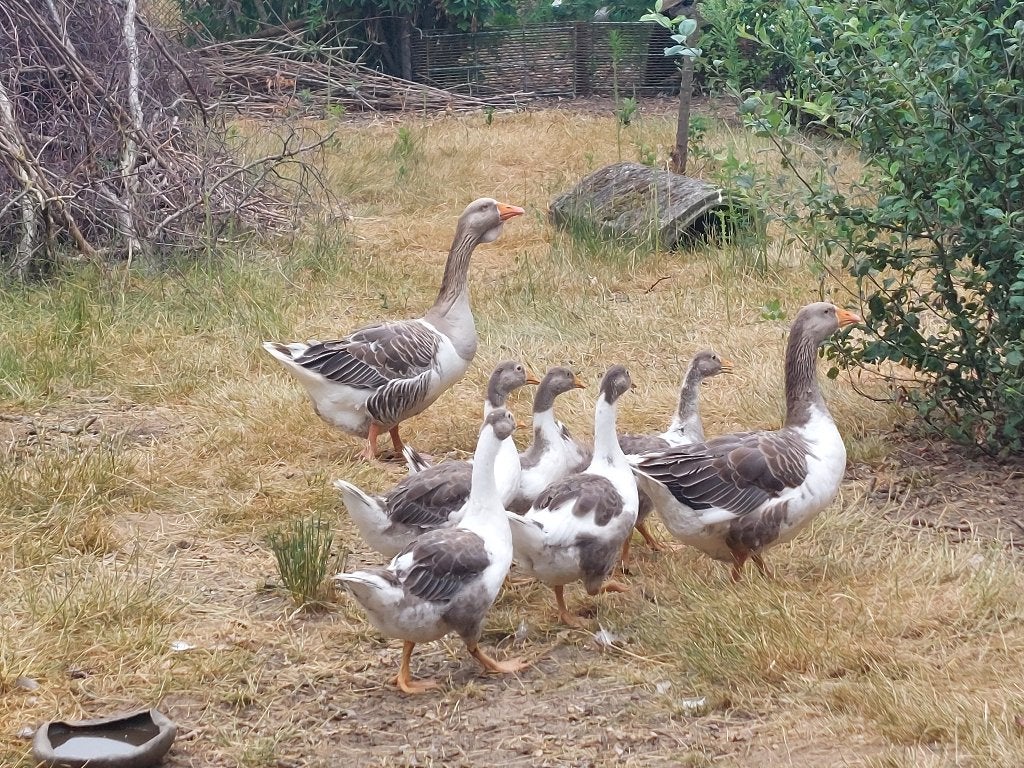 Twentse landganzen, Dieren en Toebehoren, Pluimvee, Meerdere dieren, Gans of Zwaan