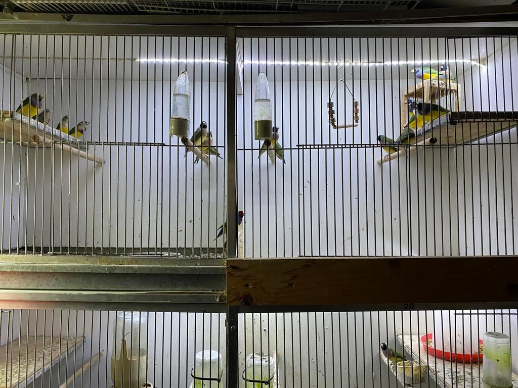 11 Jonge Gouldamadines, Dieren en Toebehoren, Meerdere dieren, Tropenvogel