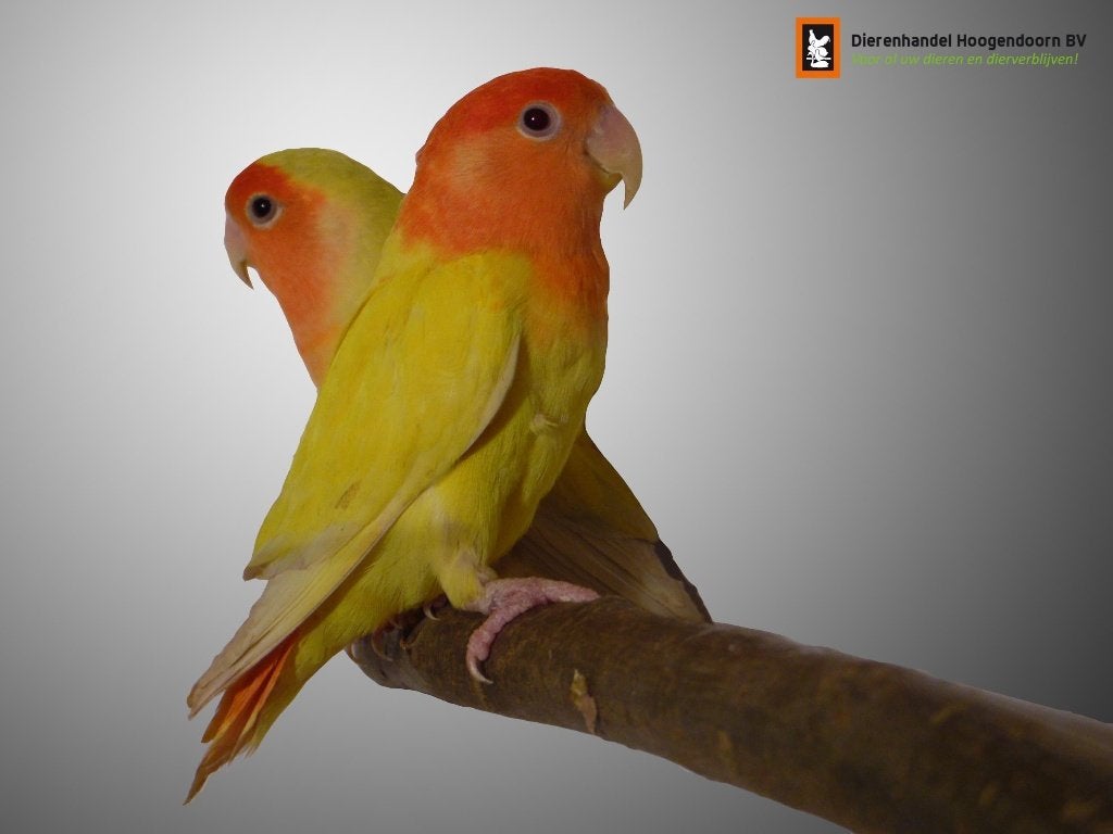 Agapornis | Dwergpapagaai | Papagaaien | Passend advies, Meerdere dieren, Dwergpapegaai of Agapornis