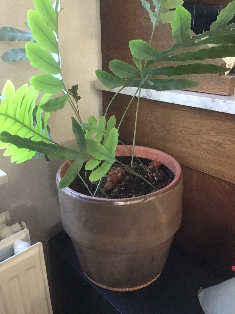 Groene plant met pot, Ophalen, Bloeit niet, Overige soorten, Halfschaduw