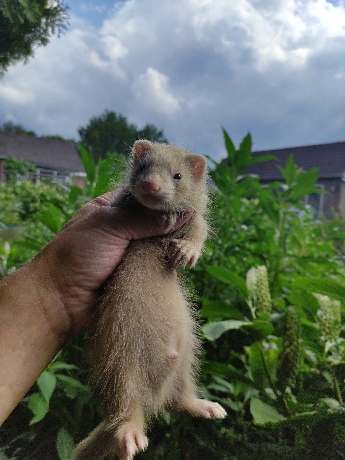 Fretten pups, Dieren en Toebehoren, Overige Dieren, Mei, Meerdere dieren