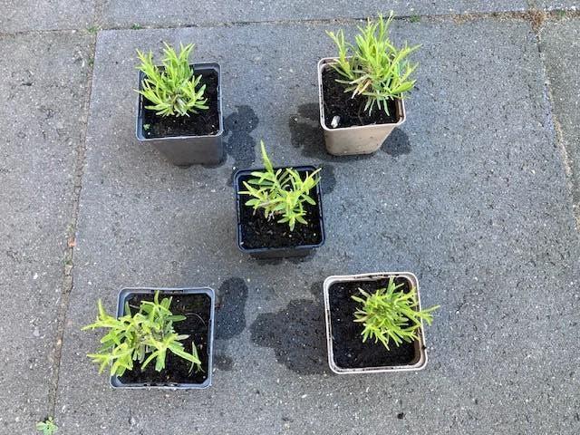 Lavendel, Volle zon, Vaste plant, Zomer, Ophalen