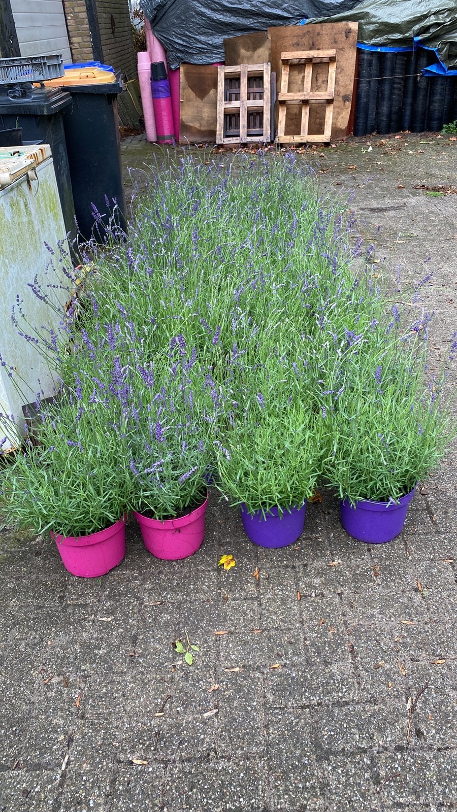 Grote bloeiende lavendel hidcote paars/wit in30cmpot €2,50, Ophalen, Vlinderstruik, Minder dan 100 cm