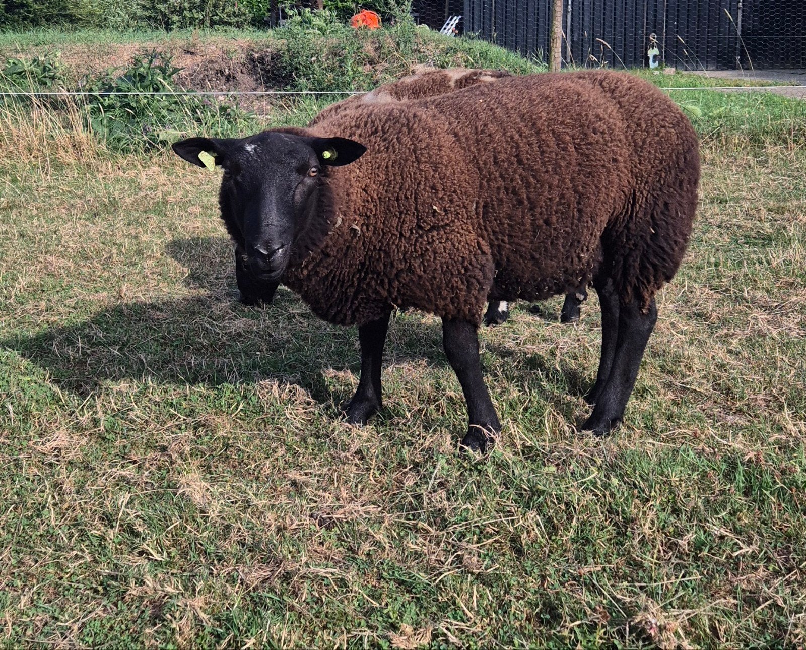 bruine ram, Dieren en Toebehoren, Mannelijk, Schaap, 0 tot 2 jaar