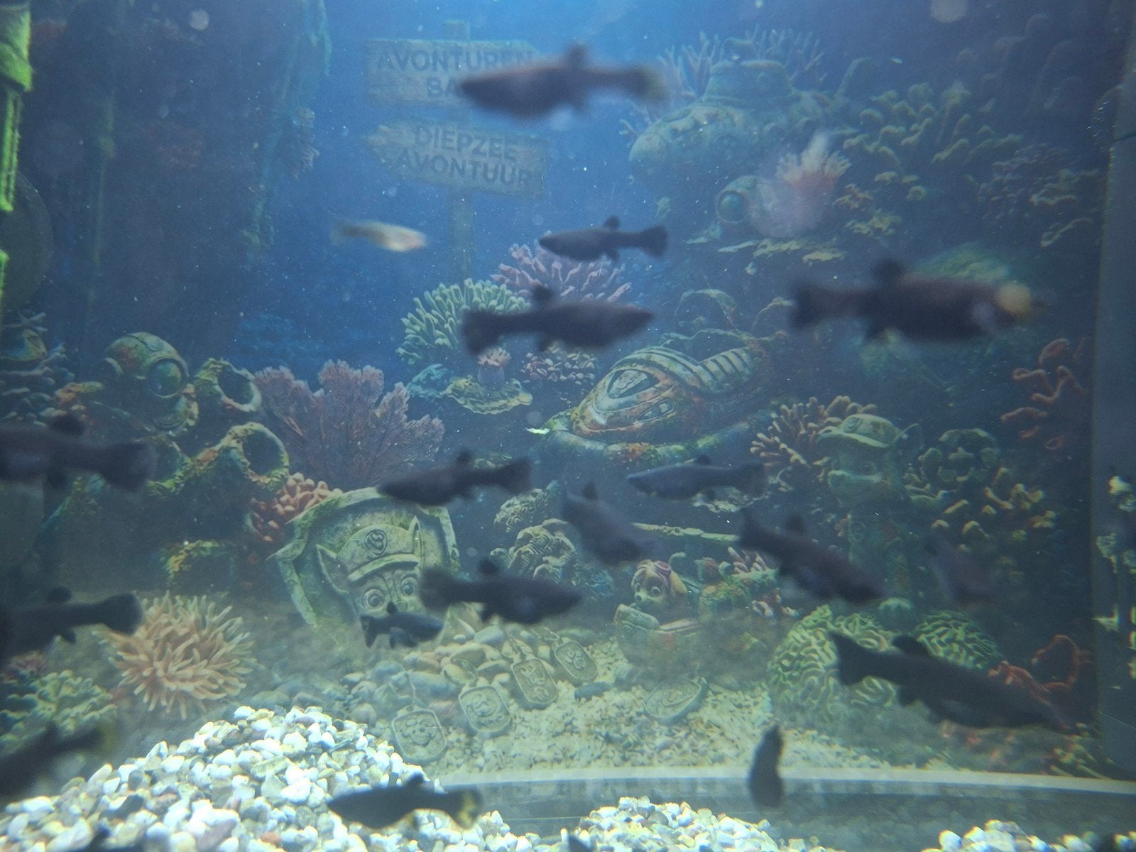 black molly's, Vis, Zoetwatervis