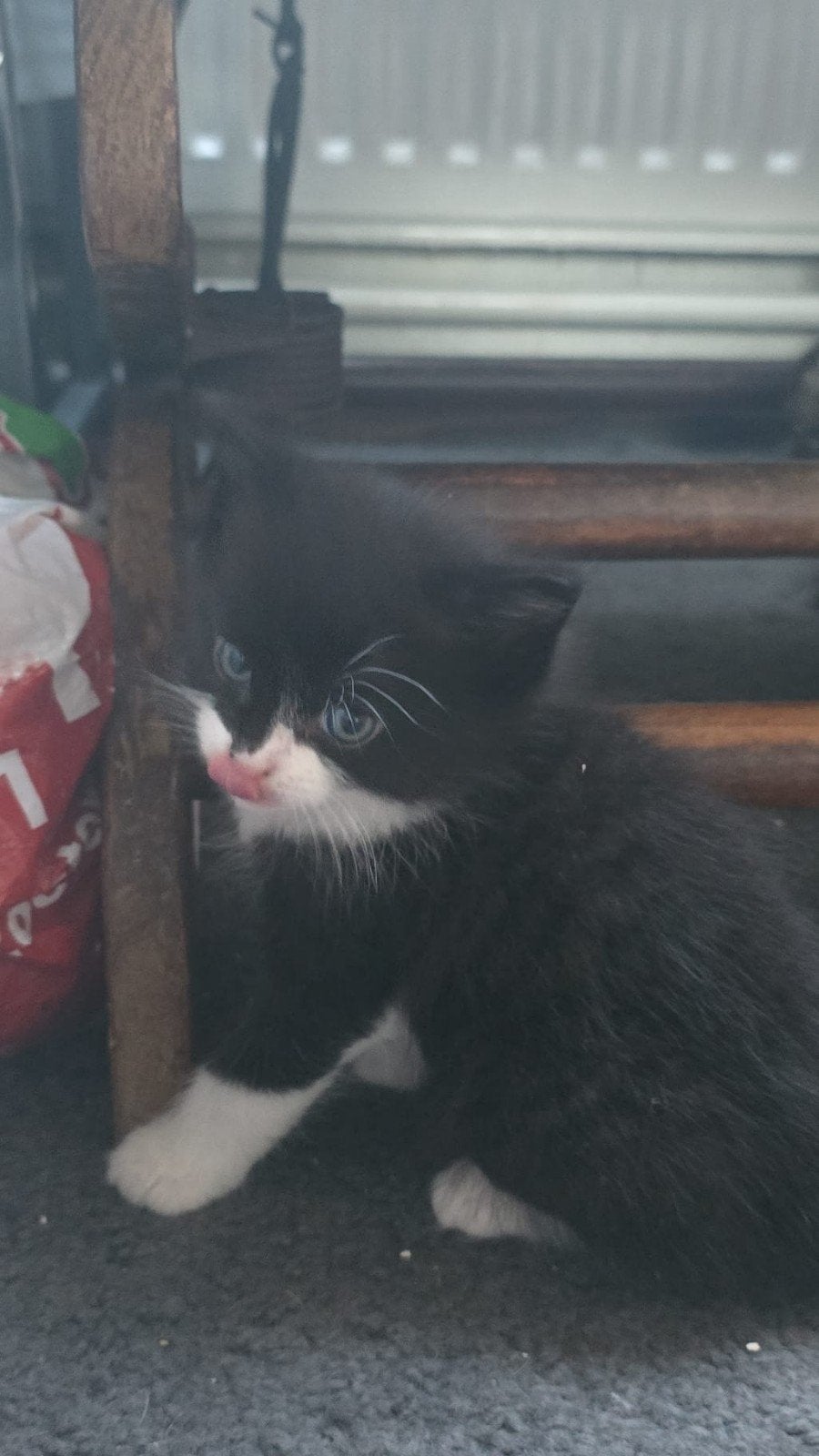 Te koop 5 kittens