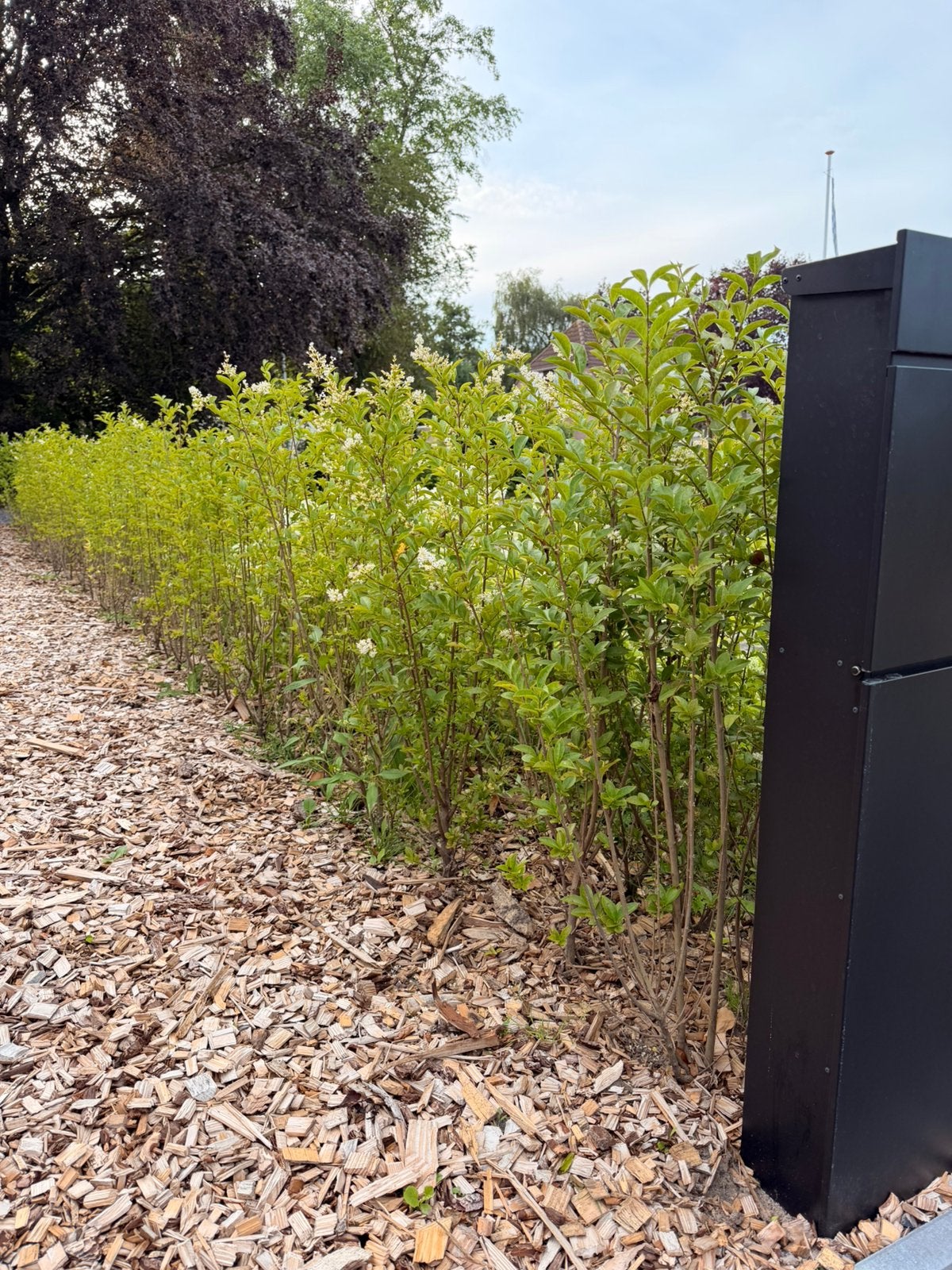 Liguster 12 meter (90 stuks) 100-125cm, Ophalen, Beukenhaag, 100 tot 250 cm