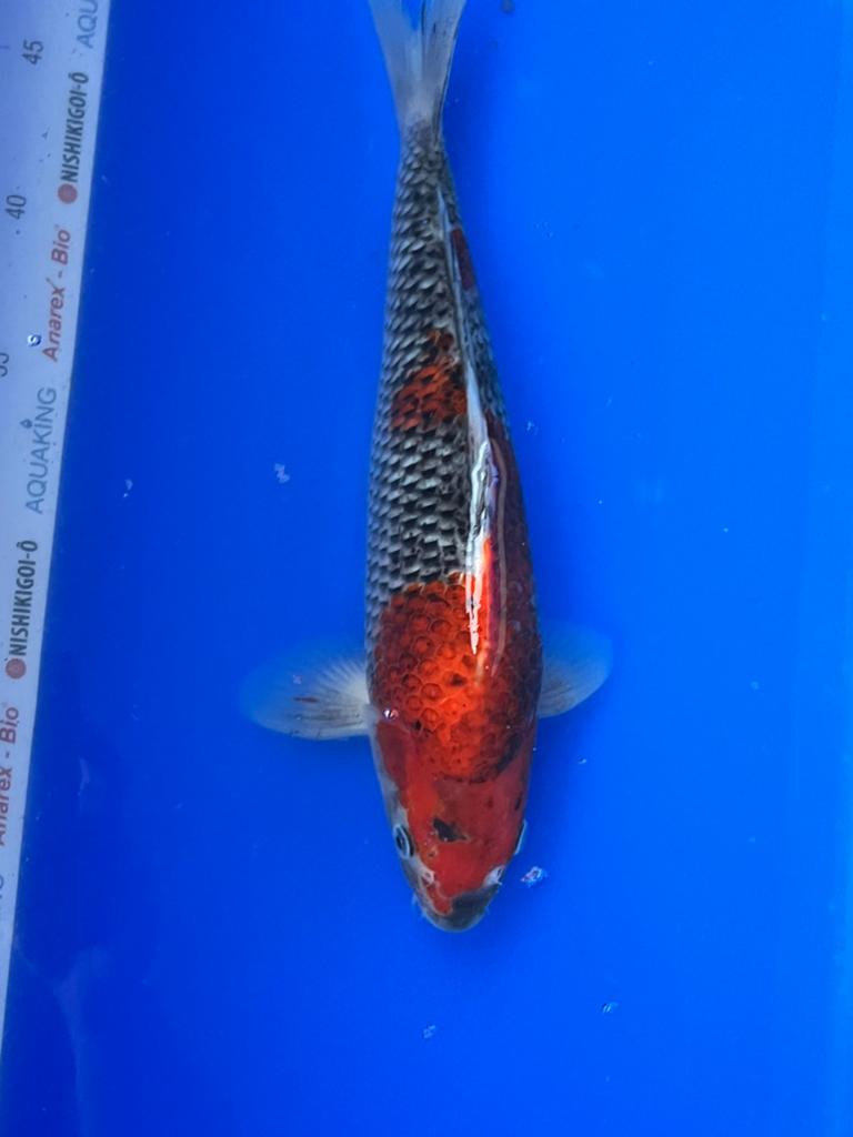 Goshiki, Dieren en Toebehoren, Vissen | Vijvervissen, Karper of Koi