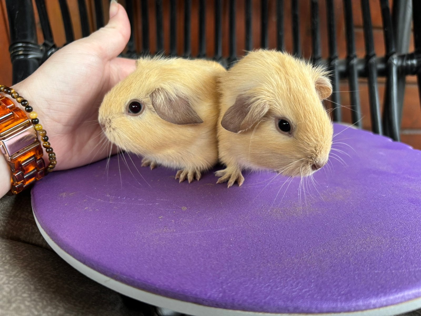 Creme california cavias beertjes en zeugjes, Dieren en Toebehoren, Cavia, Meerdere dieren, Tam, September