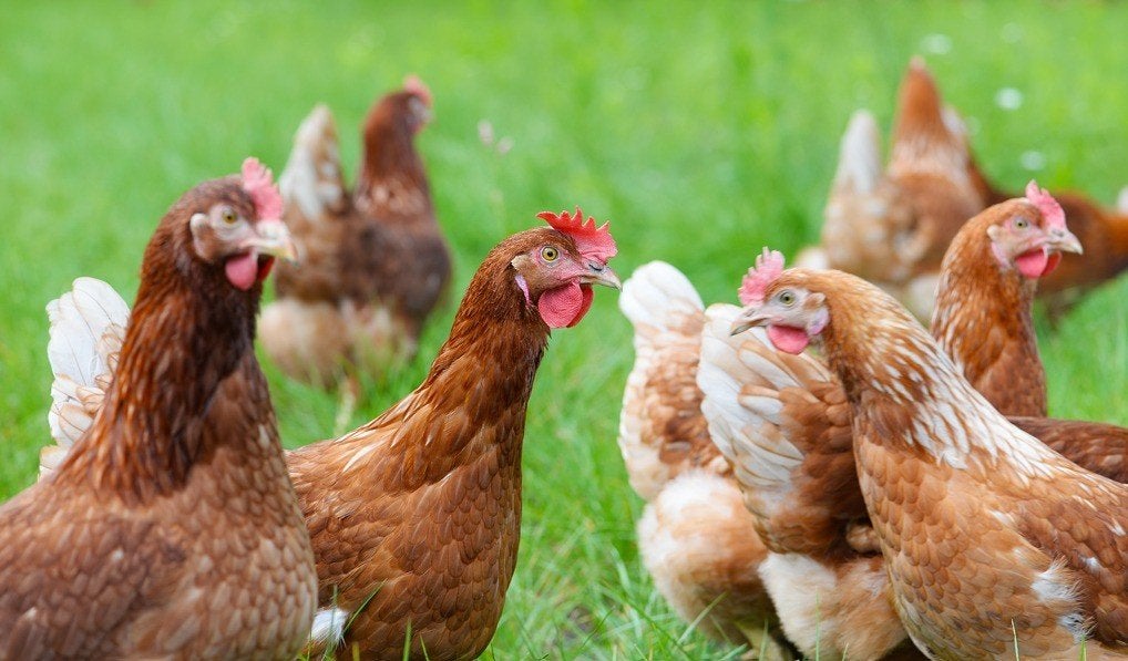 Leghennen/Legkippen, Dieren en Toebehoren, Vrouwelijk, Kip