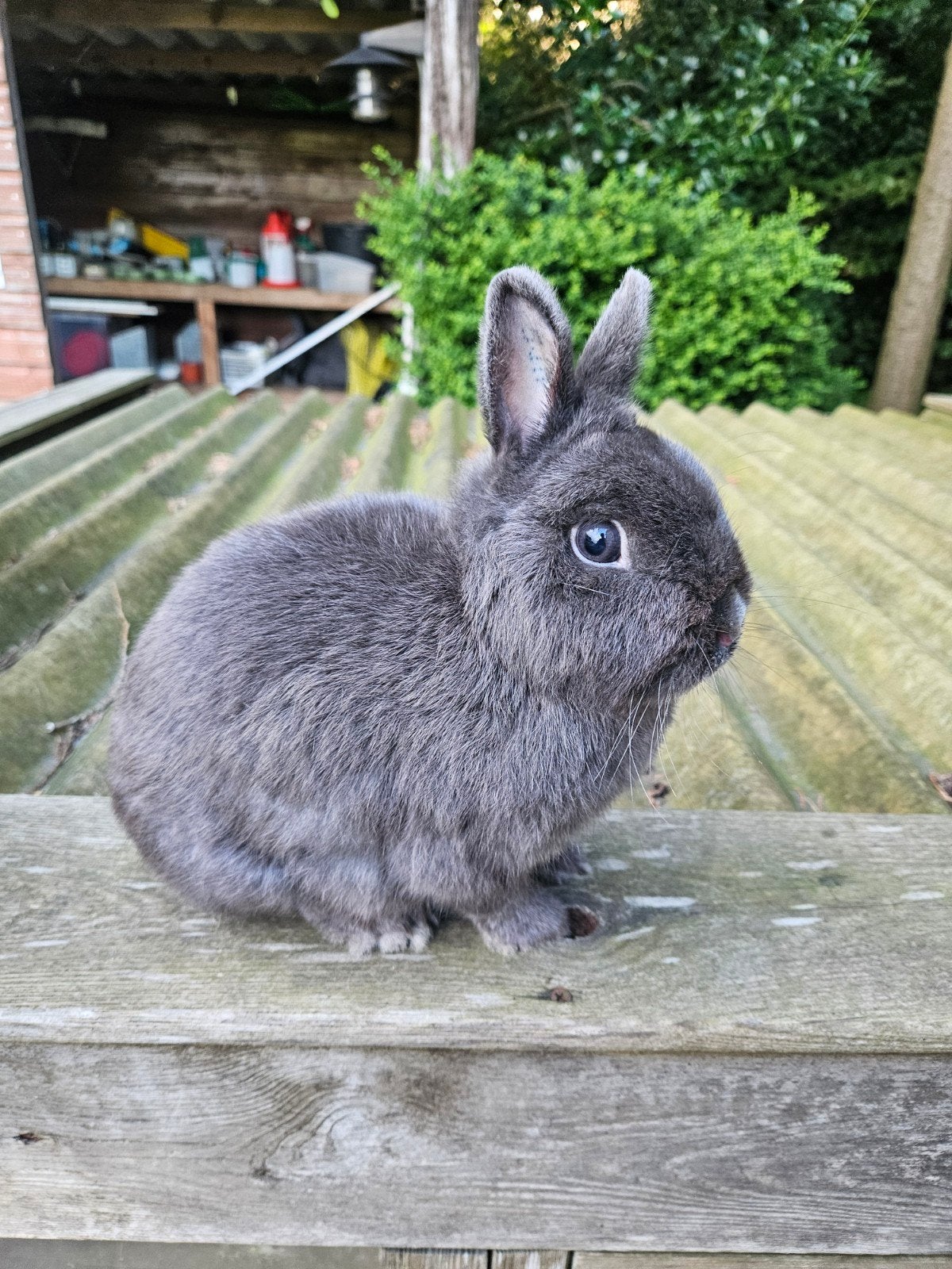 Kleurdwerg voedster blauw, Dieren en Toebehoren, Konijnen, Vrouwelijk, Dwerg
