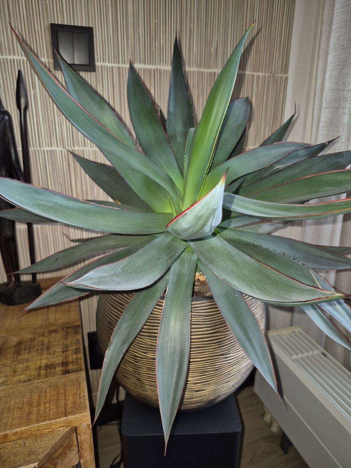 Grote Agave plant inclusief pot, 60 cm hoog, Ophalen