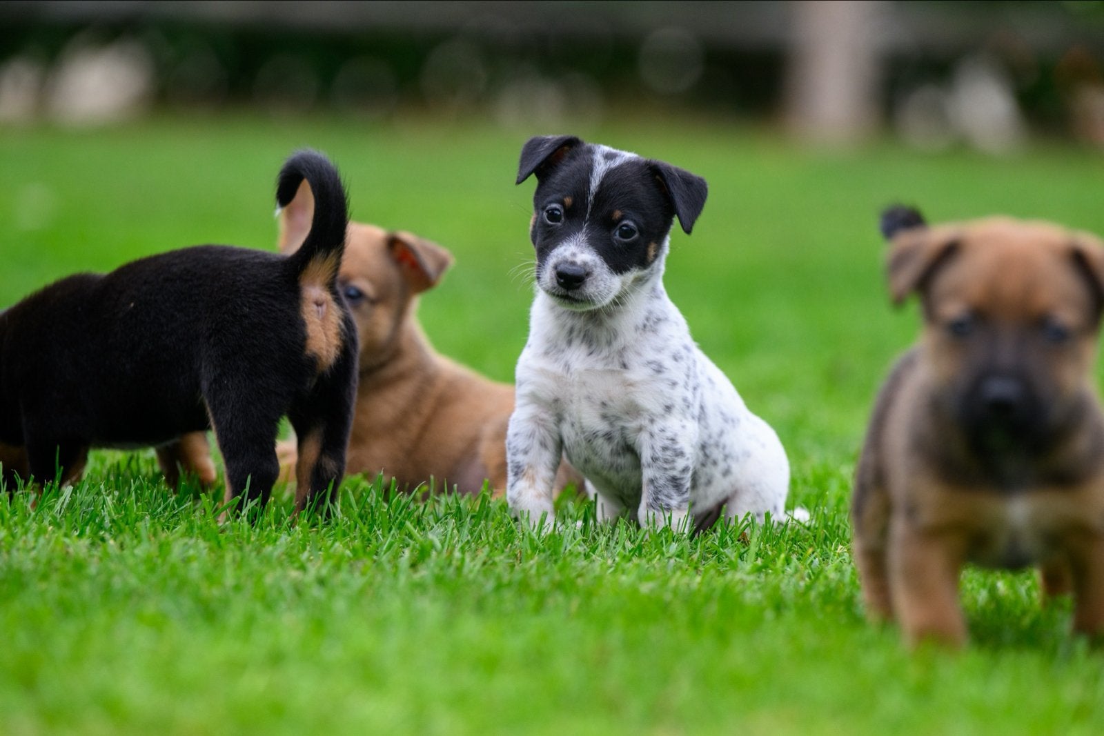 Pups Jack Russel x Australian Cattle dog, Jack Russell Terriër, 8 tot 15 weken, CDV (hondenziekte), Meerdere
