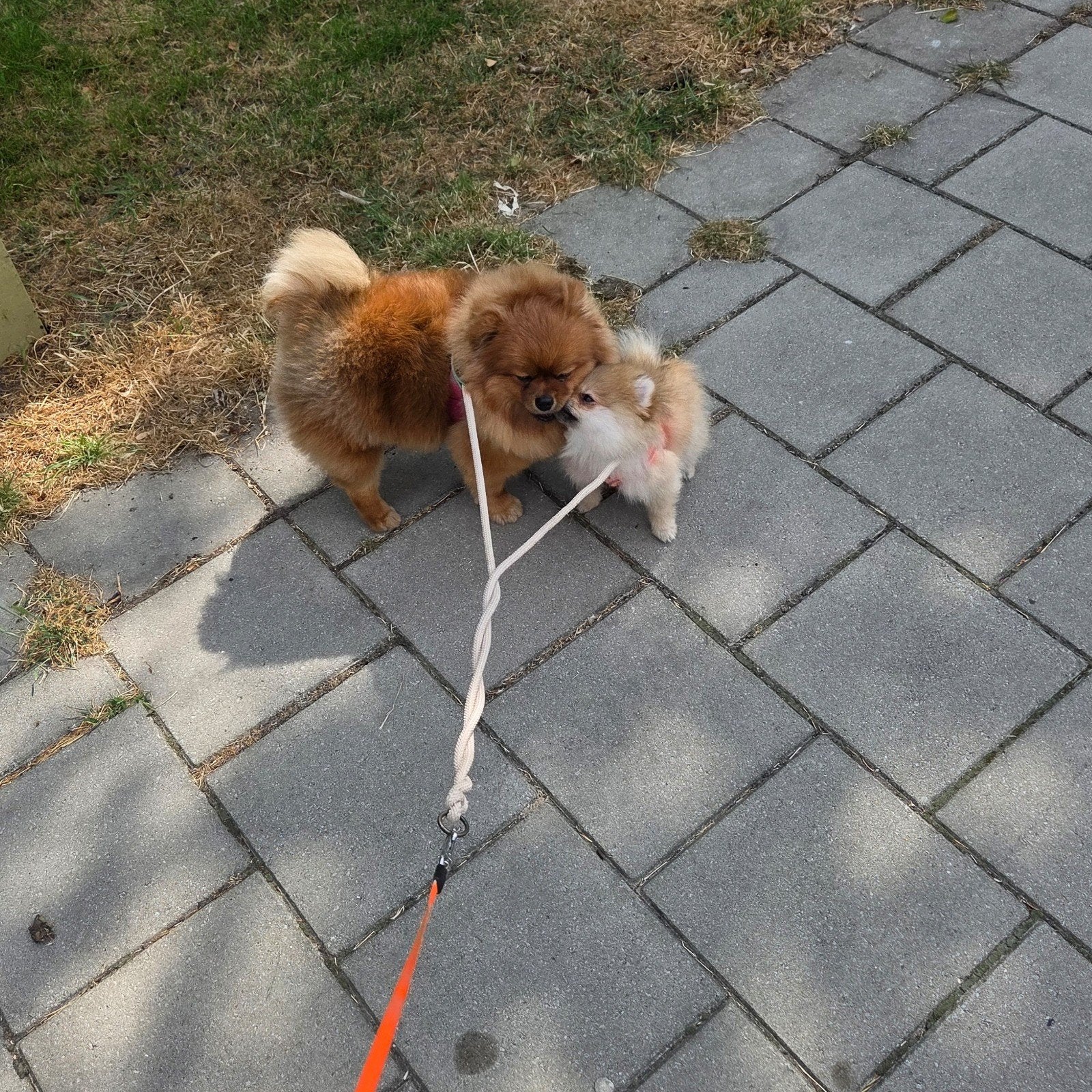 Pomeriaan | pomeranian | dwergkees pup bearface teefje mini, Fokker | Hobbymatig, Keeshond, 15 weken tot 1 jaar, Buitenland