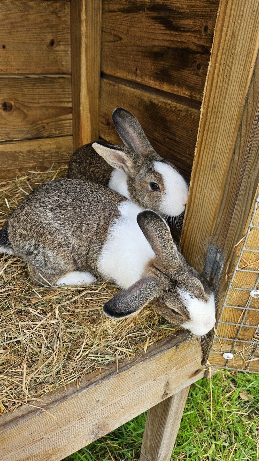 2  Hollandertjes (rammetjes) te koop, Dieren en Toebehoren, Meerdere dieren, Middelgroot, 0 tot 2 jaar