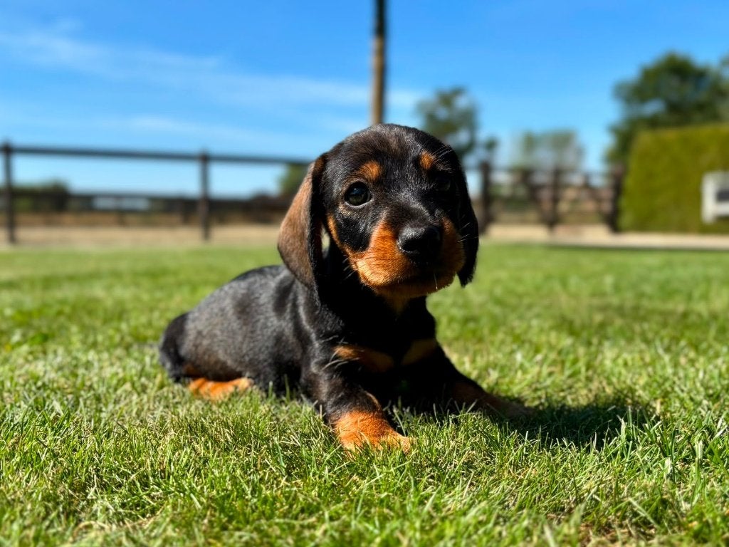 Dwergteckel- Kaninchen Ruwhaar pups met stamboom, Kaninchen, Parvo, 8 tot 15 weken, Meerdere