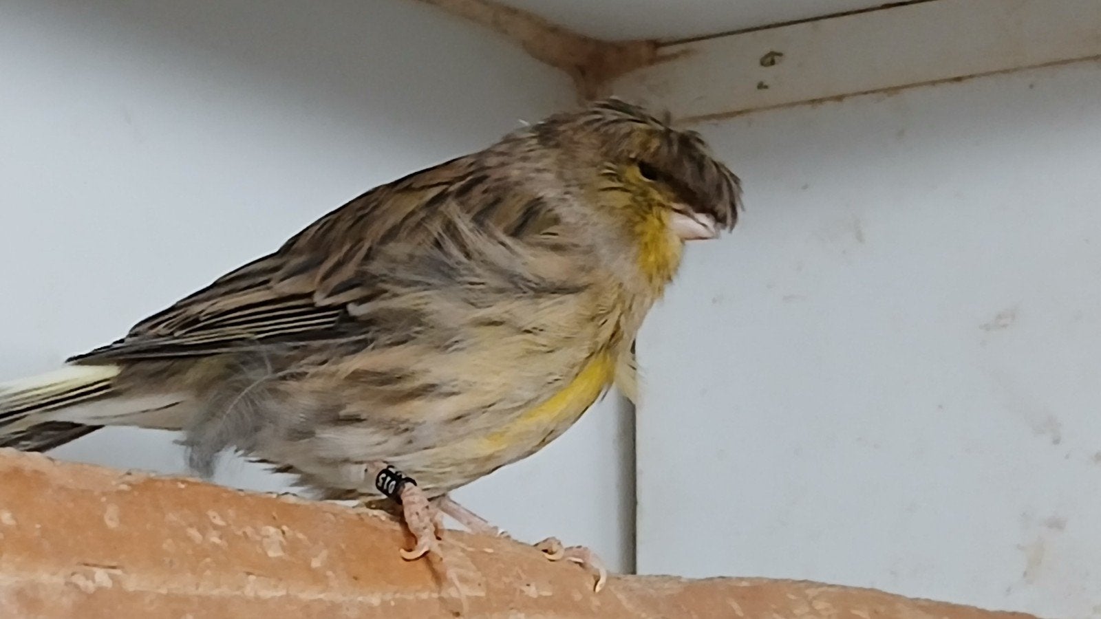 gloster  kanaries   harlekijn  enz, Meerdere dieren, Kleurkanarie