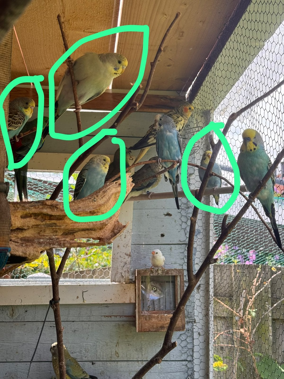 Graas parkieten van drie maanden oud, Dieren en Toebehoren, Vogels | Parkieten en Papegaaien, Meerdere dieren, Parkiet