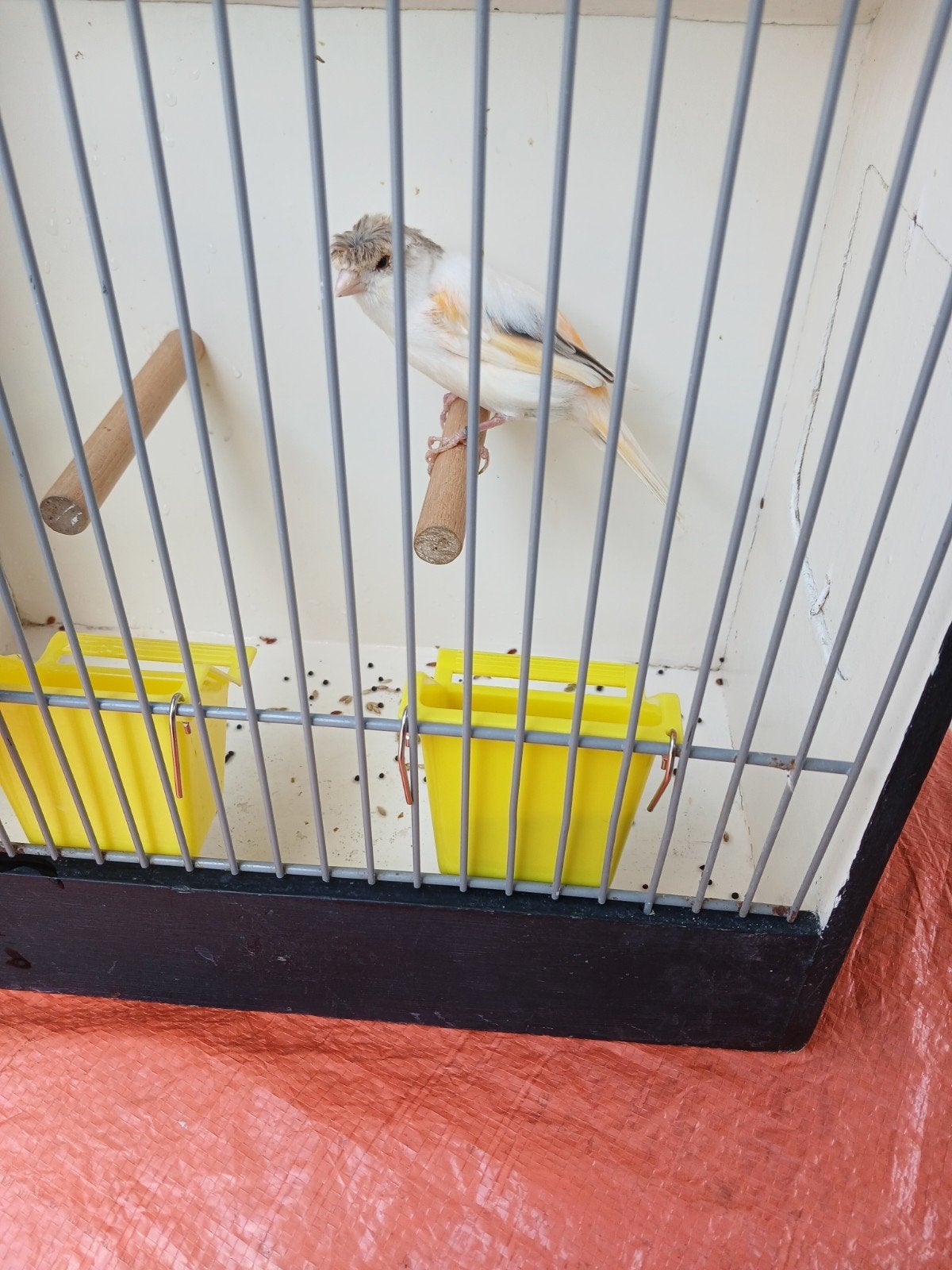 Kanarie man met kuif fluitende ik weet niet welke jaar, Dieren en Toebehoren, Vogels | Kanaries, Mannelijk