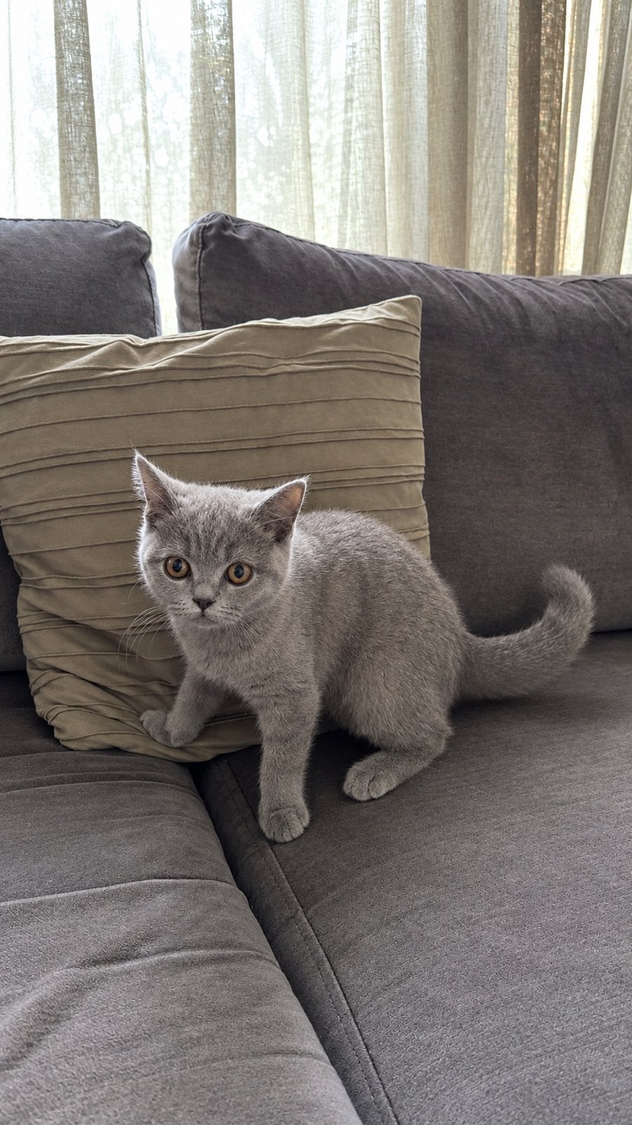 Raszuivere britse korthaar Lilac kitten geboren 15/05, Kater, Gechipt