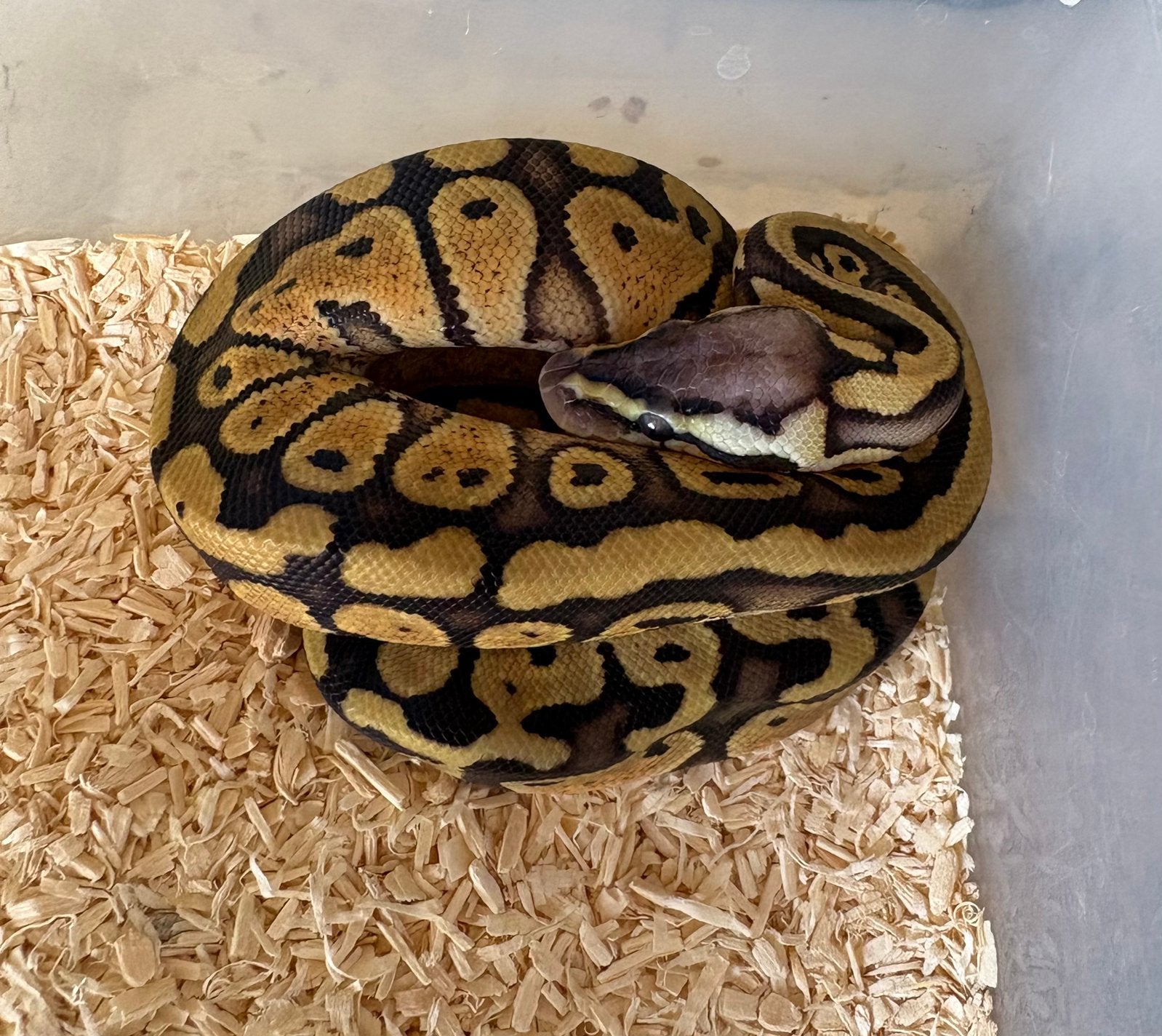Pastel dh DG Clown vrouw koningspython ballpython, Slang, 0 tot 2 jaar