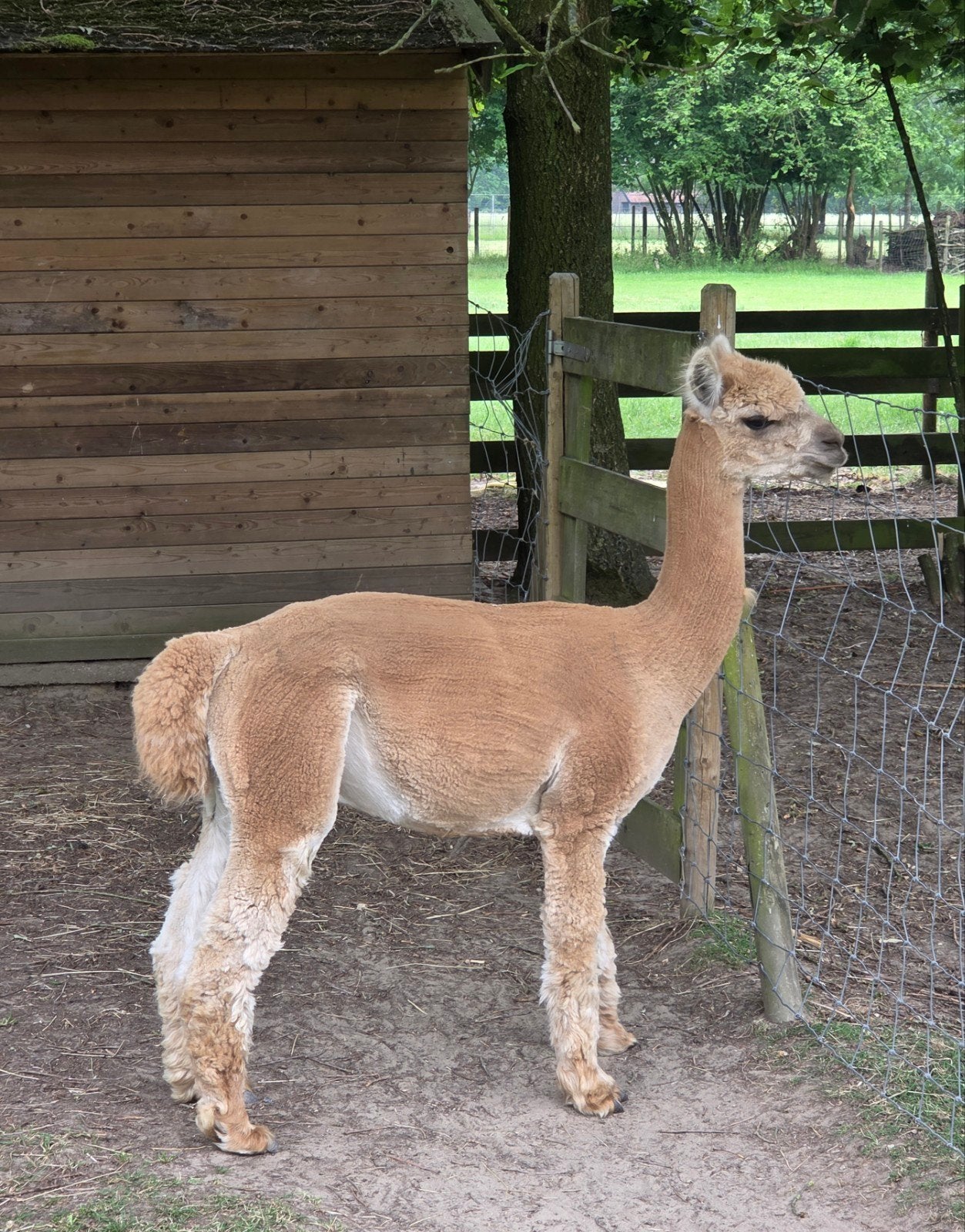 Te koop alpaca hengst., Dieren en Toebehoren, Mei, Mannelijk