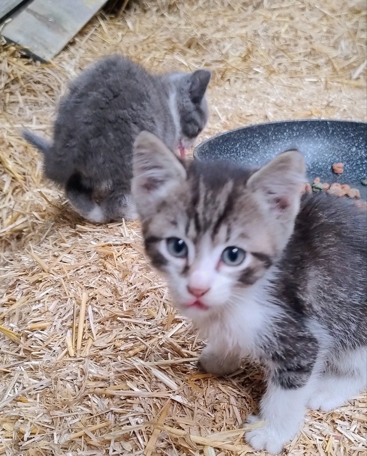 Kittens van de boerderij, Dieren en Toebehoren, Poes