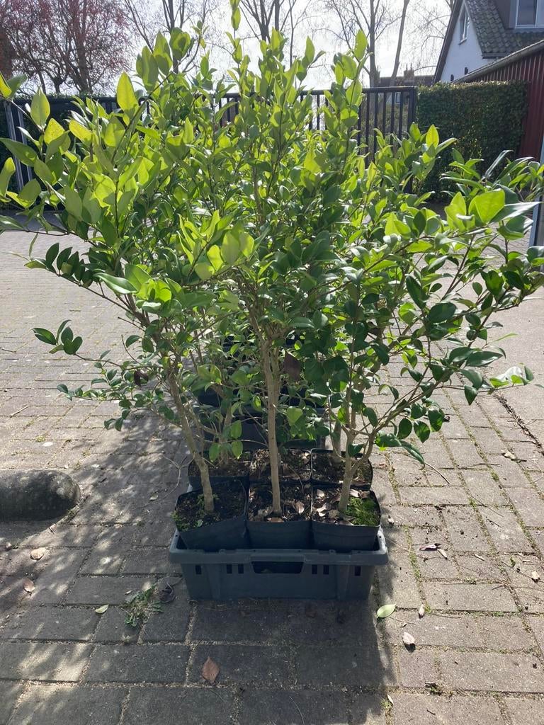 Ligustrum texanum, Ophalen, Liguster, Minder dan 100 cm