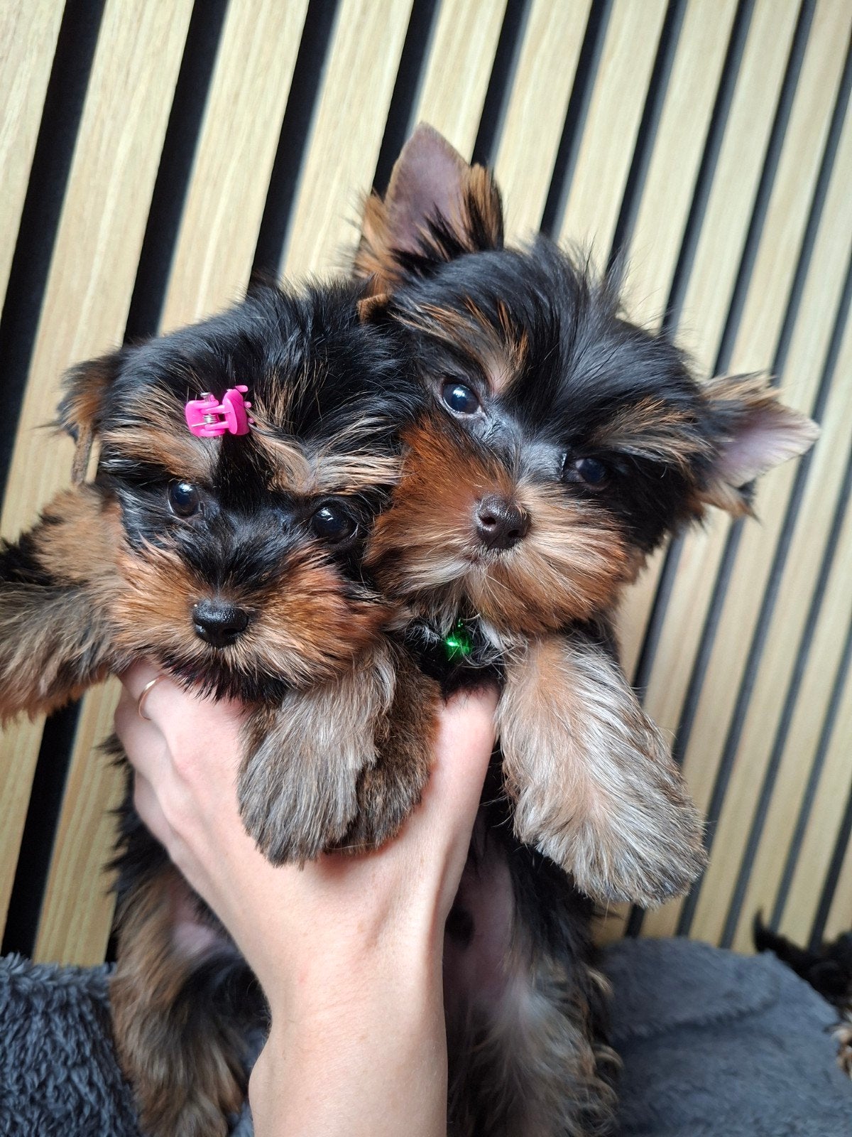 Yorkshire Terriër pups zoeken een huis, Yorkshire Terriër, Particulier, 8 tot 15 weken, Buitenland