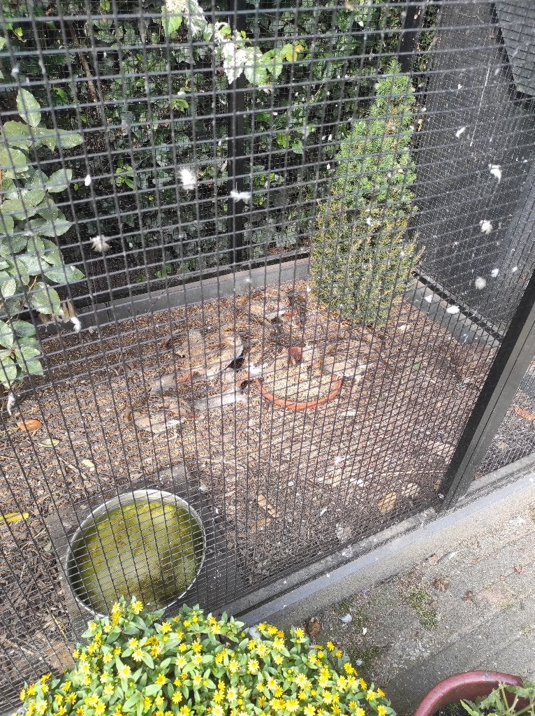 Europese patrijzen, Meerdere dieren, Overige soorten