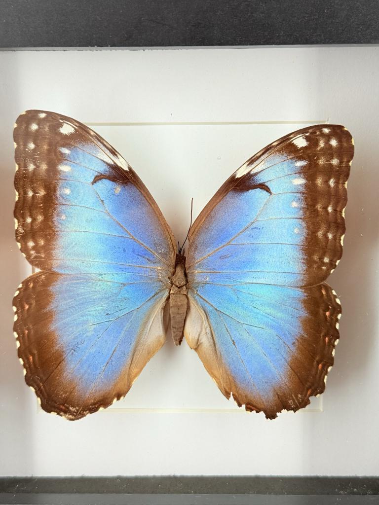 Blauwe morpho in lijst, Ophalen of Verzenden, Nieuw, Vogel, Opgezet dier