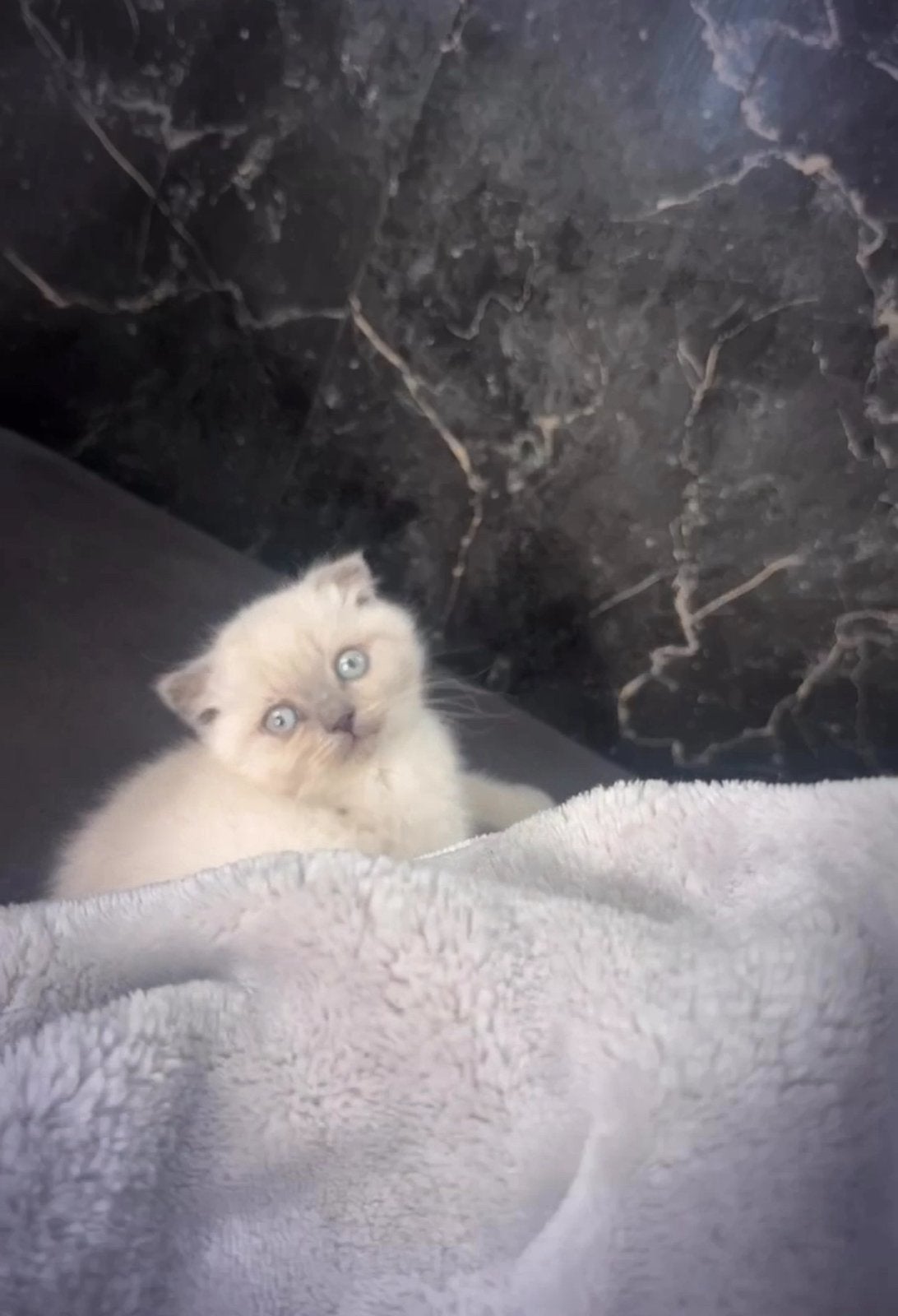 Britse korthaar kittens, Meerdere dieren, Ontwormd