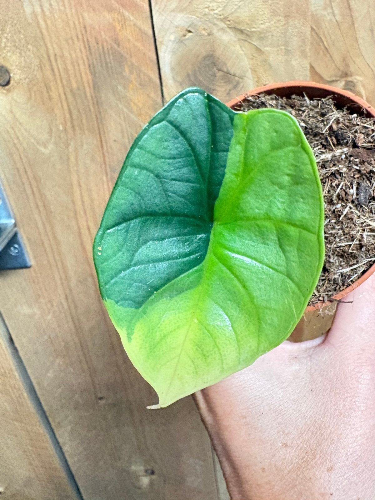 Alocasia platinum variegata plant aurea yellow lemon lime, Huis en Inrichting, Kamerplanten, Ophalen of Verzenden, Halfschaduw