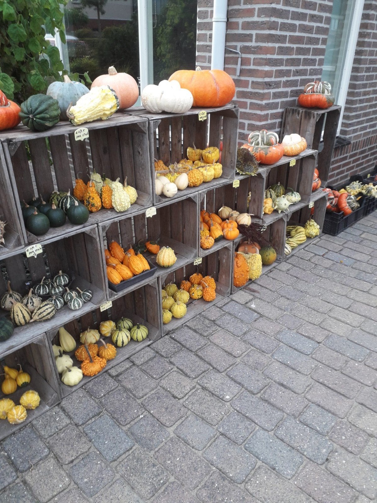 Vele soorten kalebassen,pompoenen en sierfruit., Ophalen, Nieuw