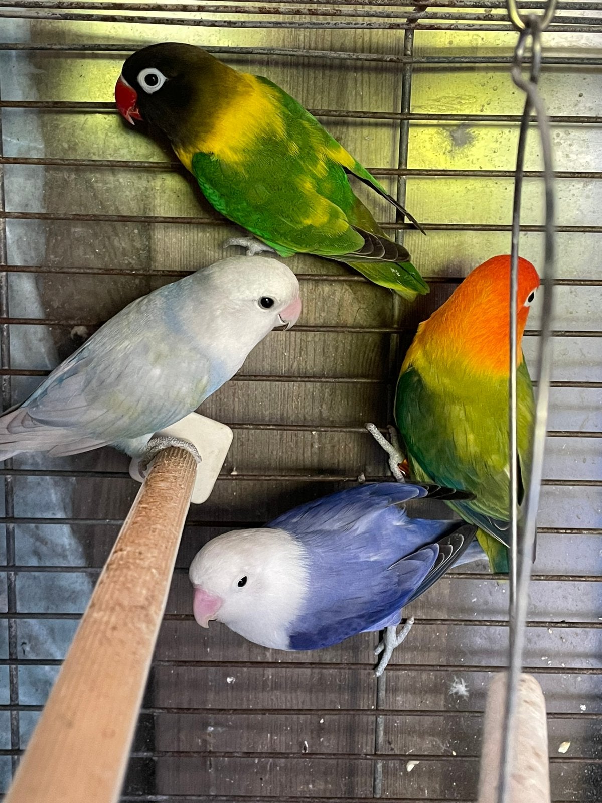 Mooi prachtig twee koppels broedrijp agaponis te koop, Dieren en Toebehoren, Meerdere dieren, Dwergpapegaai of Agapornis