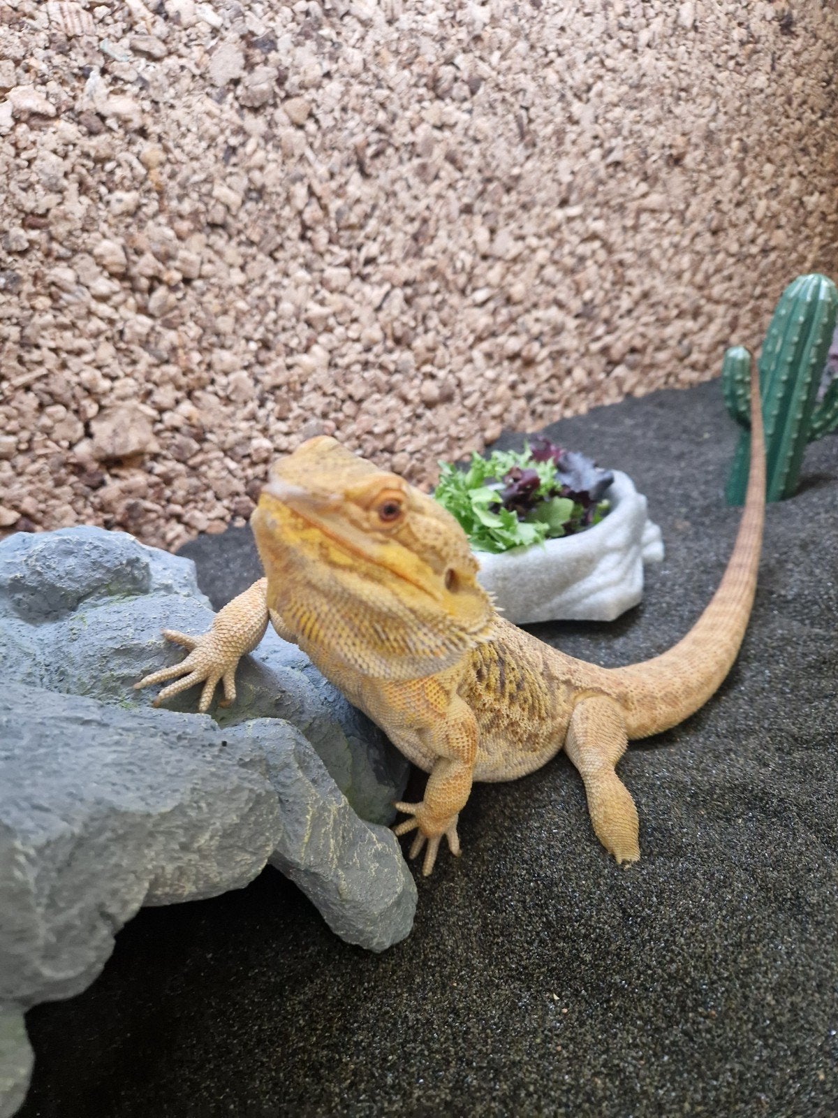 Baardagaam met terrarium en toebehoren, Hagedis, Met terrarium, 3 tot 6 jaar