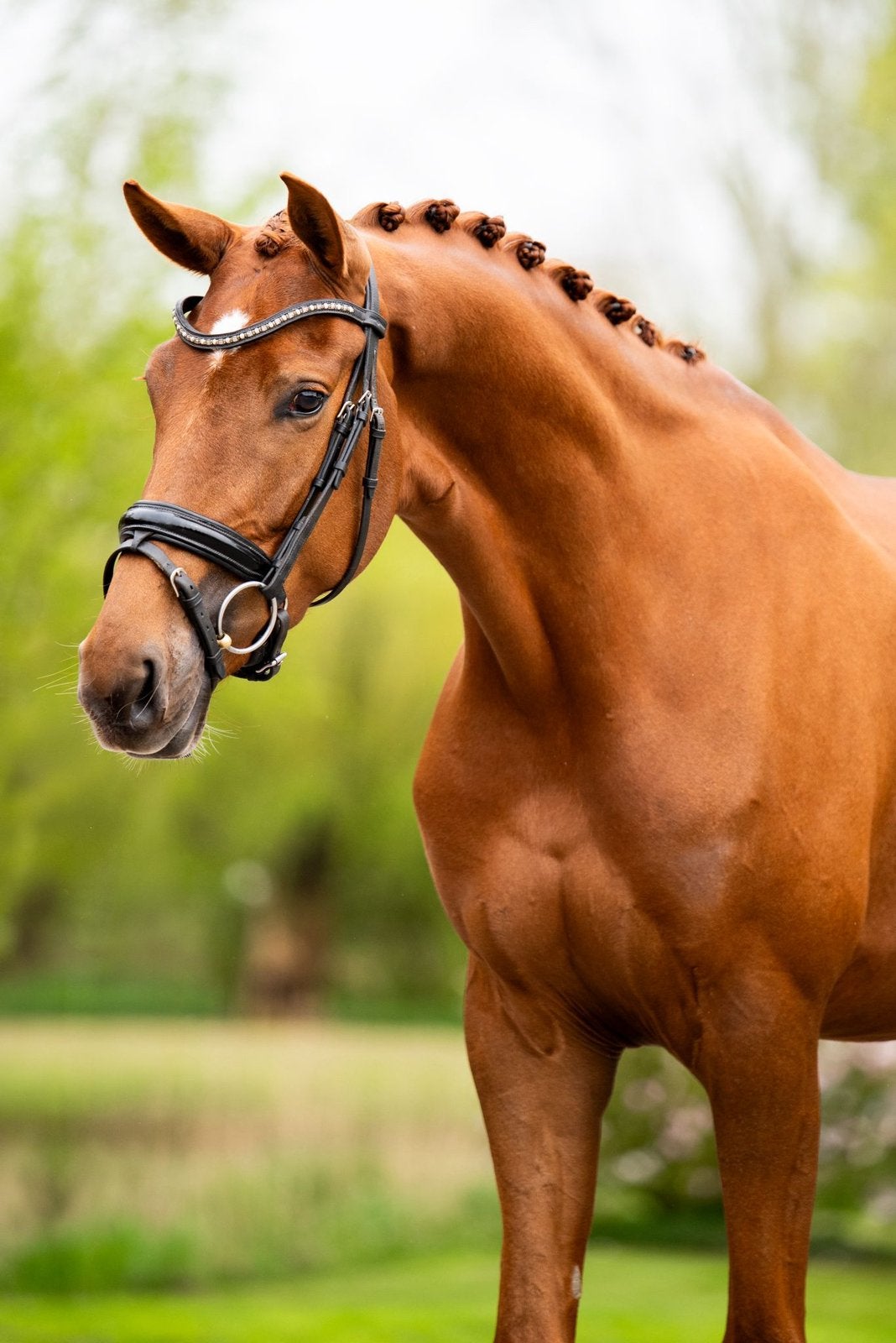 Talentvolle dressuurmerrie Vitalis X Secret te koop, Dieren en Toebehoren, Paarden, Merrie, Dressuurpaard, 3 tot 6 jaar